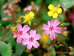 上海德予得貿易 潤濕劑產品列表