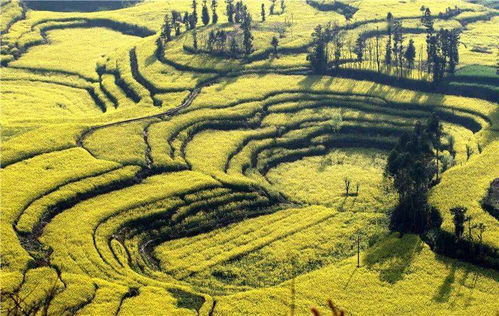 云南人,爆款長卷 云嶺錦繡圖 里的50個(gè)細(xì)節(jié),都與你有關(guān)