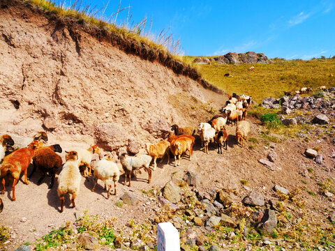 進(jìn)口巴西堅(jiān)果巴西松子圖片素材下載 食品餐飲素材下的點(diǎn)心零食圖片素材 匯圖網(wǎng)
