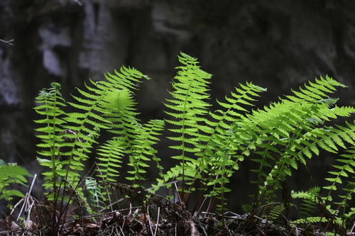 精品線路 138 野三坡來(lái)了批 秘密訪客 ,還受國(guó)家保護(hù)